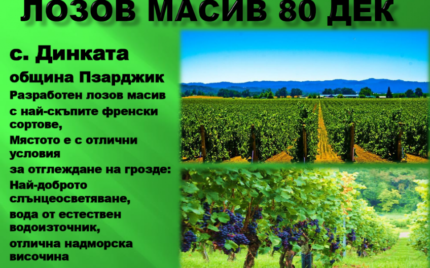 лозов МАСИВ 78 декара обл. ПАЗАРДЖИК с. Динката
