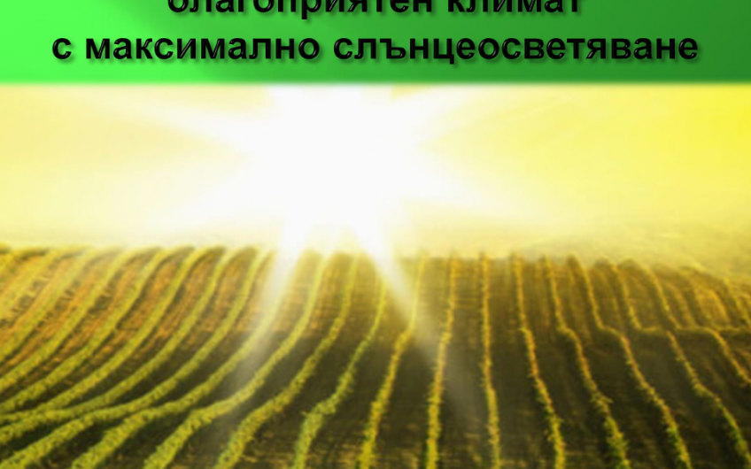 лозов МАСИВ 78 декара обл. ПАЗАРДЖИК с. Динката