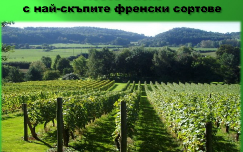 лозов МАСИВ 78 декара обл. ПАЗАРДЖИК с. Динката