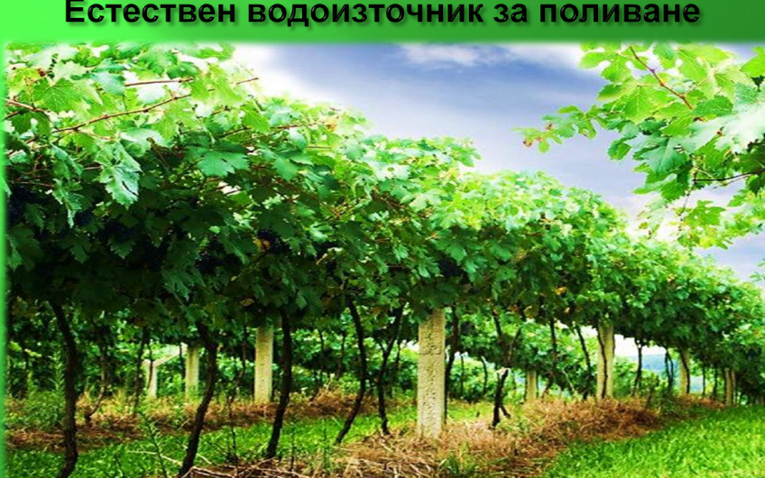 лозов МАСИВ 78 декара обл. ПАЗАРДЖИК с. Динката